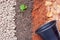 Pumice pebbles ,Volcanic rock, Dry leaves ,Coconut coir ,Soil and Young plant with Black plastic pot