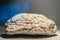 Pumice or pumicite stone specimen for education. Pumice is a vol