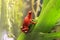 Pumilio Poison Dart frog climbing a brom