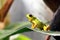 Pumilio Poison Dart frog climbing a brom