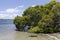 Pumiscetone Passage Mangroves