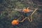 Pumkin harvest with a wheelbarrow