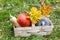 Pumkin and squashes with basket in garden