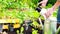 Pump action pressure sprayer in the hands of a gardener in gloves. A farmer sprays vegetable seedlings in a raised bed garden.