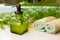 Pump bottle with liquid soap, towels and greens on bathroom countertop