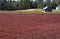 Pump Building and Outbuildings on a Cranberry Bog