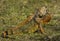 Pumping Up: Male Iguana at Wakodahatchee Wetlands
