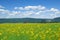 Pumpjacks on the canola field near green hills and blue sky