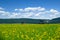 Pumpjacks on the canola field near green hills and blue sky