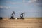 Pumpjacks working in the oil fields of Alberta