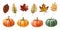 Pumpkin and autumn leaves watercolor set. Hand drawn illustration. Ripe orange, green, yellow pumpkins and fallen autumn