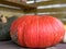 Pumpkin in autumn in Switzerland - 1