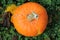 Pumpkin on a background of green clover and fallen leaves photo