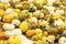 Pumpkin background made of bright orange, yellow, stripped, white pumpkins lay in heap outside in market.