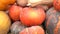 Pumpkin background Many orange pumpkins await sale at the vegetable market