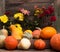 Pumpkin background. Many ripe pumpkins of different shapes, orange autumn vegetables. Harvest concept