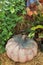 Pumpkin on a Bale of Hay