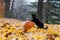 Pumpkin, black cat and fall leaves in the woods