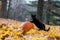 Pumpkin, black cat and fall leaves in the woods