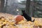 Pumpkin, black cat and fall leaves in the woods