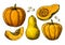 Pumpkin and butternut squash vector drawing set.