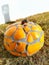 Pumpkin carving made from cement and broken crockery