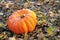 Pumpkin covered with rain dew