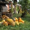 Pumpkin crop