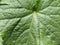 Pumpkin or cucumber leaf close-up. Large green shaggy leaf with veins. Growing vegetable and melon crops