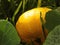 Pumpkin, Cucurbita maxima, `Jaune Gros de Paris`, cultivated squash