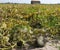 pumpkin on the cultivated field with Sandy soil which facilitate