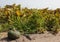 pumpkin on the cultivated field with Sandy soil which facilitate