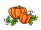 Pumpkin drawing. Isolated cartoon vegetable with leaves o