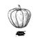 Pumpkin drawing. Isolated hand drawn object. Vegetable