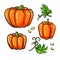 Pumpkin drawing set. Isolated hand drawn vegetable, plant