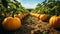 Pumpkin farm field to pick with your family at a fall autumn festival in october moody rainy weather