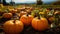 Pumpkin farm field to pick with your family at a fall autumn festival in october moody rainy weather