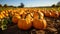 Pumpkin farm field to pick with your family at a fall autumn festival in october moody rainy weather