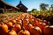 Pumpkin Farm. Many Pumpkins on the ground. Farm Environment. Growing Pumpkins. Generative AI