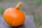 Pumpkin at the farm ready to be picked up, symbol of Thanksgiving