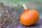 Pumpkin at the farm ready to be picked up, symbol of Thanksgiving