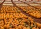 Pumpkin farm with rows of pumpkins