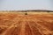 Pumpkin farmer in spring time, Northwest, Ventersdorp, South Africa.