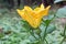 Pumpkin Female Flower on Vine