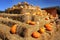 Pumpkin festival. Halloween. Ripe pumpkins in the field