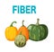 Pumpkin fiber food vector