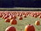 Pumpkin field 2