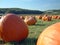 Pumpkin field 3