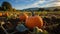 Pumpkin field in autumn