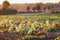 Pumpkin field in autumn